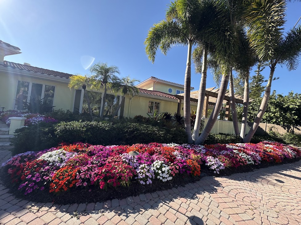 Seasonal color bed of coral, magenta, white and lavender impatiens massed beneath royal palms at a coastal estate.